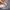 Champion Casual Fleece Pria gray photo 4