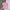 Polo Ralph Lauren Vintage Casual Polo shirt Pria pink photo 1
