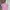 Polo Ralph Lauren Vintage Casual Polo shirt Pria pink photo 2