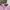 Polo Ralph Lauren Vintage Casual Polo shirt Pria pink photo 4