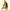 Scholler Gorpcore Sportswear Windbreaker Pria Yellow