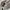 Adidas Sportswear Hoody Pria white photo 5