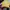 Converse Streetwear Casual Hat Pria Yellow