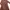 Coquette Hoody Wanita brown photo 3