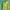 Guess Casual Hoody Pria green photo 4