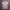 Polo Ralph Lauren Casual Polo shirt Pria pink photo 1