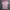 Polo Ralph Lauren Casual Polo Shirt Pria Pink