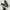 VANS Casual Sneakers Pria white black photo 3