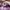 Stussy Streetwear Casual Hat Pria purple photo 6