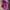 Streetwear Cosplay Pria Purple Pink