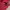 Tommy Hilfiger Polo shirt Pria red photo 3