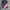 Rodeo Crowns Casual Bomber jacket Pria navy photo 1