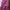 Pancoat Pakaian Nasional Hoody Pria purple photo 1