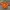 H&M Indie Coquette Crop Top Wanita Orange