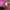 The North Face Biker Sportswear Sweatshirt Pria burgundy photo 5