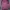 Coquette Wanita pink brown photo 1