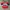Vintage Y2K Jersey Pria red photo 1