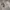 Dickies Streetwear Sweatshirt Pria gray photo 4