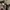 Schott NYC Vintage Casual Parka Pria tan photo 4