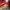 Adidas Streetwear Casual shoe Pria red photo 1