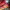 Adidas Streetwear Casual Shoe Pria Red
