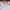 Adidas Sportswear Jersey Pria white photo 1