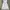 Fairy Coquette Babydoll dress Wanita white photo 1
