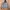 Champion Casual Hoody Pria gray photo 4