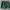 Champion Streetwear Sportswear Short Pria green photo 3