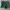 Champion Streetwear Sportswear Short Pria green photo 1
