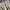 Carhartt Vintage Streetwear Short Pria khaki photo 4