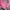 Harley Davidson Streetwear Y2K Hat Wanita pink gray photo 4