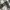 VANS Y2K Skater Casual shirt Pria white black photo 3