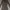 Zara Casual Bodycon dress Wanita tan black photo 3