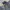 Stussy Vintage Y2K Short Pria gray cream photo 4