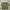 Casual Crop top Wanita green khaki photo 1