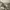 Teenie Weenie Vintage Y2K Mini skirt Wanita tan photo 3