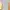 Lululemon Sportswear Shirt Wanita yellow photo 2