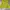 Lululemon Sportswear Shirt Wanita yellow photo 3