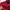 Dickies Sportswear Sweatshirt Pria red photo 6