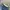 Chaps Lauren Vintage Jeans Pria Navy Blue
