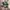 Adidas Indie Casual Sneakers Pria white green photo 1