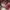 Dickies Streetwear Formal shirt Pria multicolor photo 4