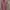 Dickies Streetwear Formal shirt Pria multicolor photo 1