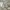 Vintage Y2K Short Pria gray photo 5