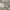 Vintage Y2K Short Pria gray photo 1