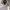 Stussy Streetwear Skater Hat Pria white photo 6
