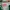 Baracuta Luxury Minimalist Polo shirt Pria white green photo 4