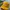 Streetwear Sportswear Hat Pria Yellow