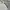 Adidas Polo shirt Pria white photo 2